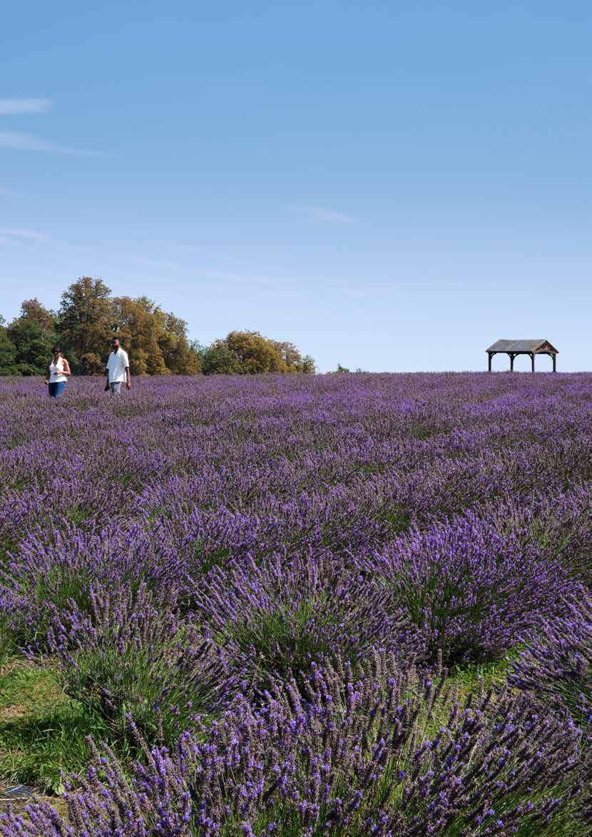 Mayfield Lavender